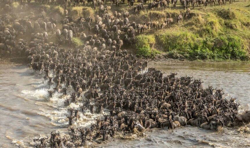 The Best Time to Witness the Great Migration in Tanzania