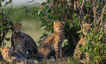 5-Day Tanzania Safari Holidays (PS)