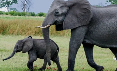 2-Day Private Fly in Safari Tarangire and Ngorongoro (PS)