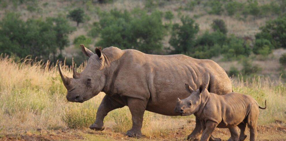 3-days-tanzania-big-5-safaris