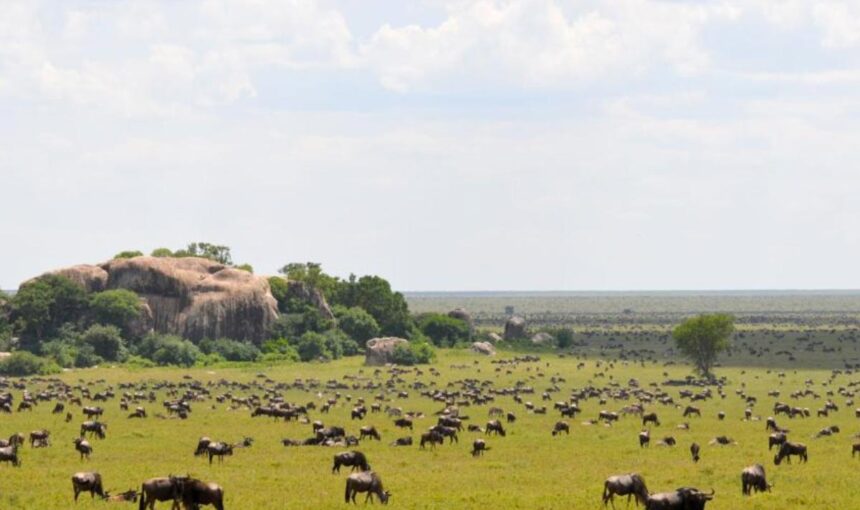 Discover the Beauty of Serengeti National Park: A Complete Guide to Tanzania’s Crown Jewel